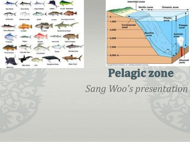 pelagic zone pelagic zone