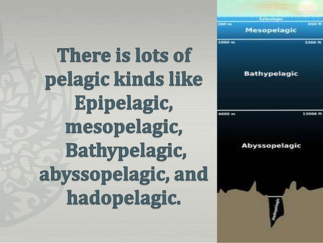pelagic zone