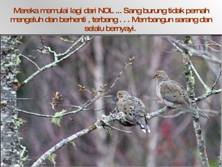 Mereka memulai lagi dari NOL ... Sang burung tidak pernah mengeluh dan berhenti , terbang . . . Membangun sarang dan selalu bernyayi.  