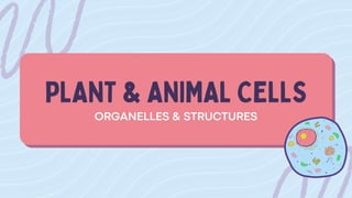 Comprehensive Guide to Organelles and Structures in Plant and Animal ...