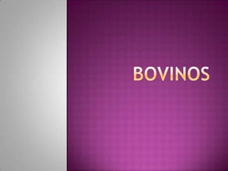 Bovinos  