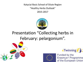 Presentation “Collecting herbs in
February: pelargonium”.
Katyciai Basic School of Silute Region
“Healthy Herbs Outlook”
2015-2017
 