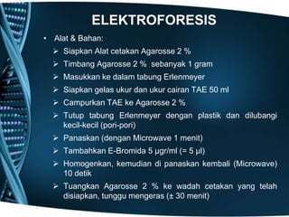 ELEKTROFORESIS
• Alat & Bahan:
   Siapkan Alat cetakan Agarosse 2 %
   Timbang Agarosse 2 % sebanyak 1 gram
   Masukkan ke dalam tabung Erlenmeyer
   Siapkan gelas ukur dan ukur cairan TAE 50 ml
   Campurkan TAE ke Agarosse 2 %
   Tutup tabung Erlenmeyer dengan plastik dan dilubangi
    kecil-kecil (pori-pori)
   Panaskan (dengan Microwave 1 menit)
   Tambahkan E-Bromida 5 µgr/ml (= 5 µl)
   Homogenkan, kemudian di panaskan kembali (Microwave)
    10 detik
   Tuangkan Agarosse 2 % ke wadah cetakan yang telah
    disiapkan, tunggu mengeras (± 30 menit)
 