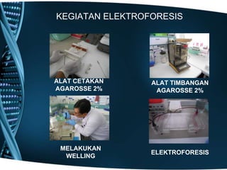 KEGIATAN ELEKTROFORESIS




ALAT CETAKAN     ALAT TIMBANGAN
AGAROSSE 2%       AGAROSSE 2%




 MELAKUKAN
                 ELEKTROFORESIS
  WELLING
 