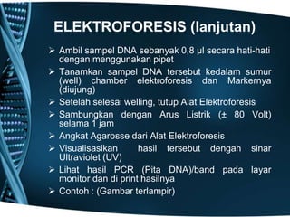ELEKTROFORESIS (lanjutan)
 Ambil sampel DNA sebanyak 0,8 µl secara hati-hati
  dengan menggunakan pipet
 Tanamkan sampel DNA tersebut kedalam sumur
  (well) chamber elektroforesis dan Markernya
  (diujung)
 Setelah selesai welling, tutup Alat Elektroforesis
 Sambungkan dengan Arus Listrik (± 80 Volt)
  selama 1 jam
 Angkat Agarosse dari Alat Elektroforesis
 Visualisasikan      hasil tersebut dengan sinar
  Ultraviolet (UV)
 Lihat hasil PCR (Pita DNA)/band pada layar
  monitor dan di print hasilnya
 Contoh : (Gambar terlampir)
 