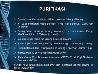 PURIFIKASI

 Setelah sentrifus, endapan di luar membran tabung dibuang
 + 700 µl Membran Wash Solution (MWS) dan sentrifus 12.000 rpm
  (1 menit)
 Buang sisa zat diluar tabung columns, kmd tambahkan 500 µl
  MWS, centrifus 12.000 rpm (1 menit)
 Zat sisa diluar membran tabung columns dibuang
 Ambil supernatan (tanpa MWS) disentrifus lagi 12.000 rpm (1 menit)
 Supernatan diambil  masukkan ke tabung Eppendorf ukuran 1,5 µl
 Tambahkan 30 µl Nuclease free water (NFW)
 Tambahkan 20 µl Nuclease free water (NFW) (Total 50 µl Nuclease
  free water (NFW))
Fungsi NFW untuk meloloskan DNA dari membran tabung column ke
tabung Eppendorf
 