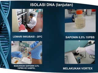 ISOLASI DNA (lanjutan)




LEMARI INKUBASI - 20ºC         SAPONIN 0,5% 1XPBS




MASUKKAN SAPONIN 0,5%
   1XPBS KE SAMPEL           MELAKUKAN VORTEX
 