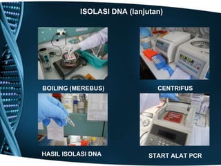 ISOLASI DNA (lanjutan)




BOILING (MEREBUS)             CENTRIFUS




HASIL ISOLASI DNA           START ALAT PCR
 