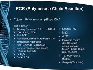 PCR (Polymerase Chain Reaction)

• Tujuan : Untuk mengamplifikasi DNA

•   Alat & Bahan :
     Tabung Eppendorf 0,2 ml = 200 µl        Larutan TAE
     Rak tabung, Pipet                       MgCl2
     Alat PCR                                dNTP
     Alat Elektroforesis + Agarosse 2 %
                                              Primer (Forward
     Timbangan Agarrosse
                                               dan Reverse)
     Alat Pemanas (Microwave)                 sesuai dengan
     Sarung Tangan ( anti panas)              tujuan (misal: genus
     Ethidium Bromida                         atau spesies)
     dd H2O
                                              Tag-Polymerase
     Buffer PCR                               (Kappa)
                                              Sampel (Template)
 