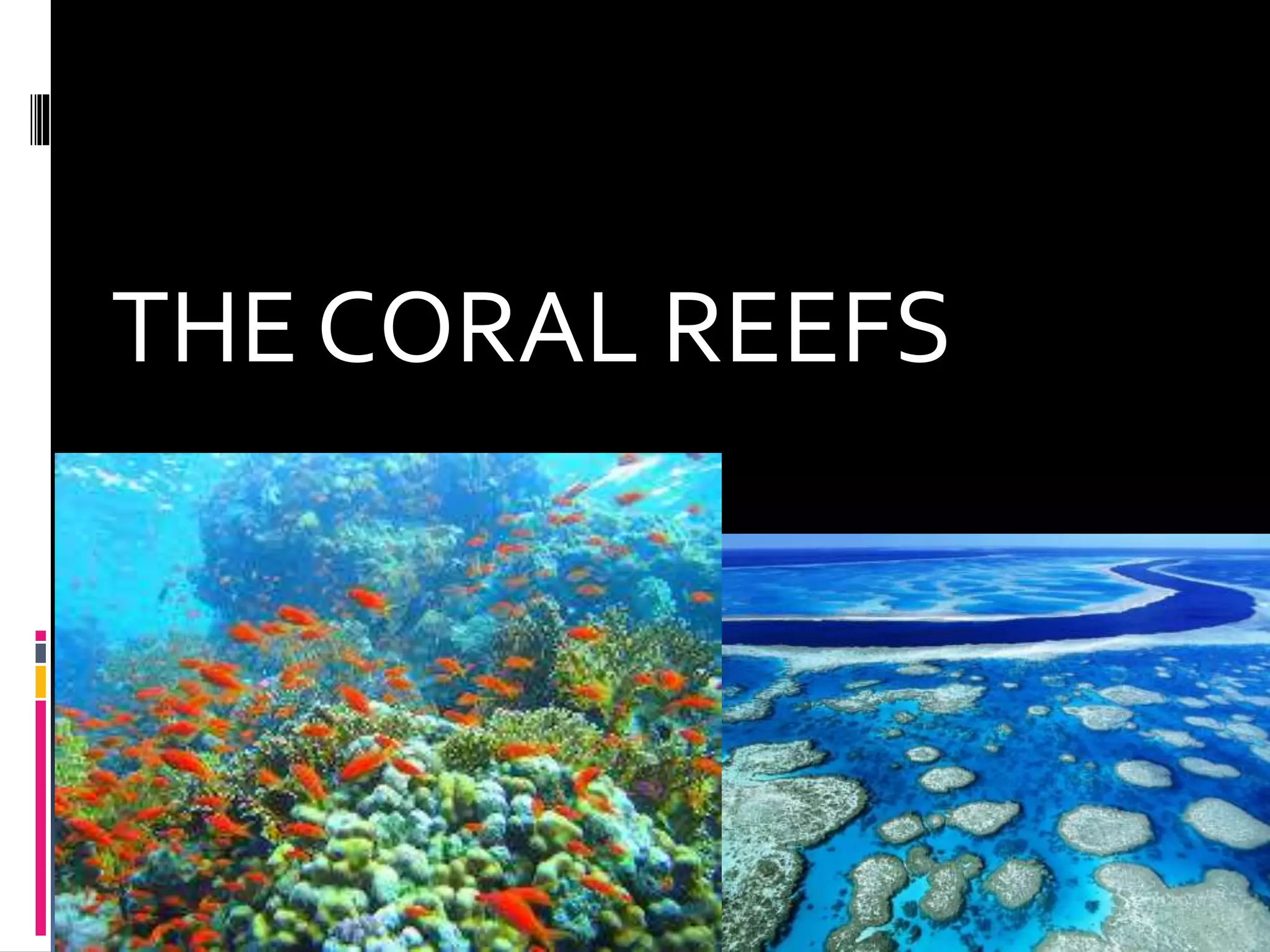 THE CORAL REEFS
