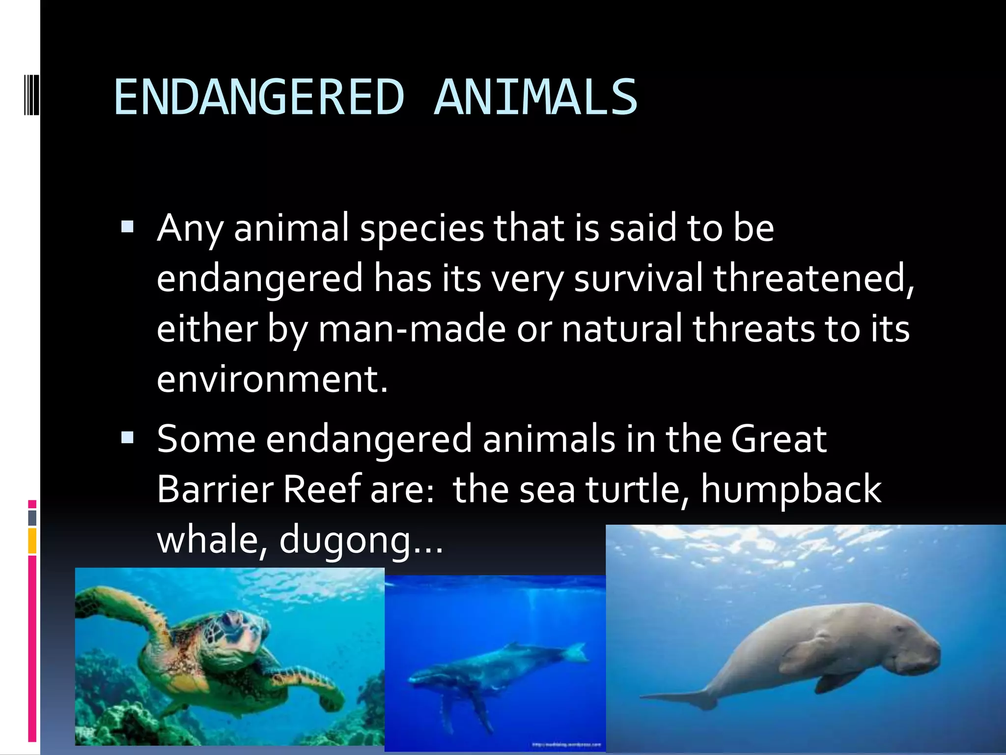 ENDANGERED ANIMALS
Any animal species that is said to be
endangered has its very survival threatened,
either by man-made or natural threats to its
environment.
Some endangered animals in the Great
Barrier Reef are: the sea turtle, humpback
whale, dugong…
