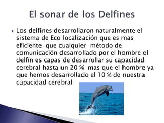  Los delfines desarrollaron naturalmente el
sistema de Eco localización que es mas
eficiente que cualquier método de
comunicación desarrollado por el hombre el
delfín es capas de desarrollar su capacidad
cerebral hasta un 20 % mas que el hombre ya
que hemos desarrollado el 10 % de nuestra
capacidad cerebral
 