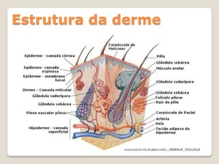 Estrutura da derme
 