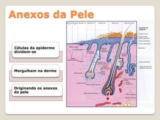Anexos da Pele


Células da epiderme
dividem-se




Mergulham na derme



Originando os anexos
da pele
 