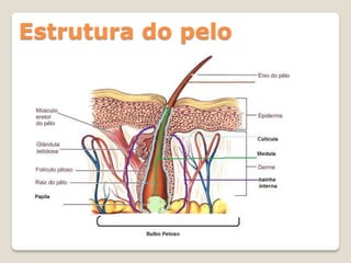 Estrutura do pelo
 