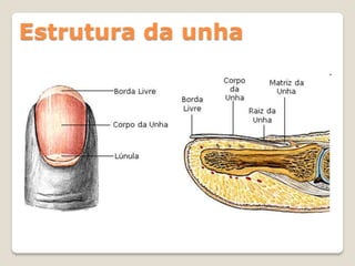 Estrutura da unha
 