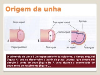 Origem da unha




O primórdio da unha é um espessamento da epiderme, o campo ungueal
(figura A) que se desenvolve a partir da placa ungueal que cresce em
direção à ponta do dedo (figura B). A unha alcança a extremidade do
dedo antes do nascimento (figura C).
 