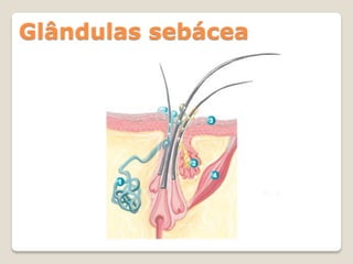 Glândulas sebácea
 