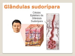 Glândulas sudorípara
 