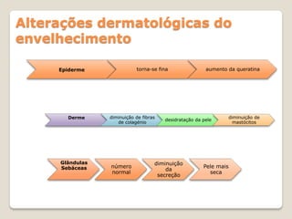 Alterações dermatológicas do
envelhecimento

     Epiderme               torna-se fina                aumento da queratina




       Derme     diminuição de fibras                               diminuição de
                                        desidratação da pele
                    de colagénio                                      mastócitos




     Glândulas                      diminuição
     Sebáceas    número                                 Pele mais
                                        da
                 normal                                   seca
                                     secreção
 