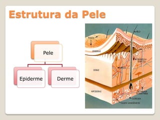 Estrutura da Pele


            Pele




 Epiderme          Derme
 