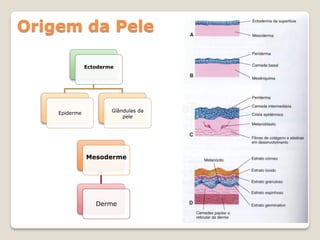 Origem da Pele

               Ectoderme




    Epiderme           Glândulas da
                           pele




               Mesoderme




                  Derme
 
