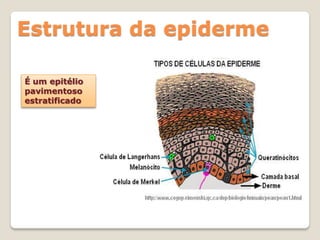 Estrutura da epiderme

É um epitélio
pavimentoso
estratificado
 
