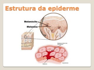 Estrutura da epiderme
 