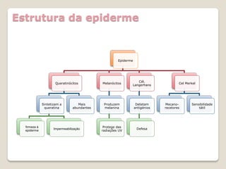 Estrutura da epiderme



                                                       Epiderme




                                                                 Cél.
                      Queratinócitos          Melanócitos                              Cel Merkel
                                                              Langerhans




              Sintetizam a          Mais       Produzem            Detetam     Mecano-        Sensibilidade
               queratina         abundantes    melanina           antigénios   recetores          tátil




  firmeza à                                    Protege das
                     Impermeabilização                             Defesa
  epiderme                                    radiações UV
 
