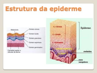Estrutura da epiderme
 