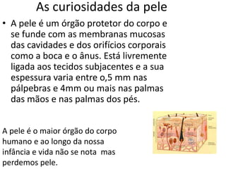 As curiosidades da pele
• A pele é um órgão protetor do corpo e
  se funde com as membranas mucosas
  das cavidades e dos orifícios corporais
  como a boca e o ânus. Está livremente
  ligada aos tecidos subjacentes e a sua
  espessura varia entre o,5 mm nas
  pálpebras e 4mm ou mais nas palmas
  das mãos e nas palmas dos pés.


A pele é o maior órgão do corpo
humano e ao longo da nossa
infância e vida não se nota mas
perdemos pele.
 
