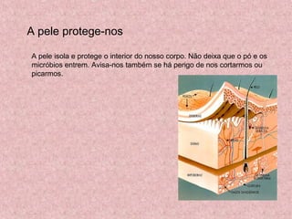 A pele protege-nos
A pele isola e protege o interior do nosso corpo. Não deixa que o pó e os
micróbios entrem. Avisa-nos também se há perigo de nos cortarmos ou
picarmos.
 