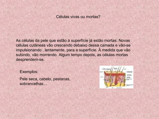 Células vivas ou mortas?
As células da pele que estão à superfície já estão mortas. Novas
células cutâneas vão crescendo debaixo dessa camada e vão-se
impulsionando , lentamente, para a superfície. À medida que vão
subindo, vão morrendo. Algum tempo depois, as células mortas
desprendem-se.
Exemplos:
Pele seca, cabelo, pestanas,
sobrancelhas…
 
