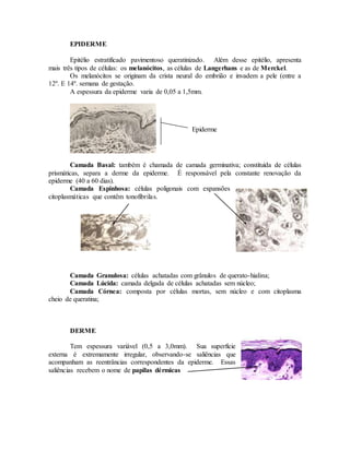 EPIDERME
Epitélio estratificado pavimentoso queratinizado. Além desse epitélio, apresenta
mais três tipos de células: os melanócitos, as células de Langerhans e as de Merckel.
Os melanócitos se originam da crista neural do embrião e invadem a pele (entre a
12º. E 14º. semana de gestação.
A espessura da epiderme varia de 0,05 a 1,5mm.
Camada Basal: também é chamada de camada germinativa; constituída de células
prismáticas, separa a derme da epiderme. É responsável pela constante renovação da
epiderme (40 a 60 dias).
Camada Espinhosa: células poligonais com expansões
citoplasmáticas que contêm tonofibrilas.
Camada Granulosa: células achatadas com grânulos de querato-hialina;
Camada Lúcida: camada delgada de células achatadas sem núcleo;
Camada Córnea: composta por células mortas, sem núcleo e com citoplasma
cheio de queratina;
DERME
Tem espessura variável (0,5 a 3,0mm). Sua superfície
externa é extremamente irregular, observando-se saliências que
acompanham as reentrâncias correspondentes da epiderme. Essas
saliências recebem o nome de papilas dérmicas
Epiderme
 