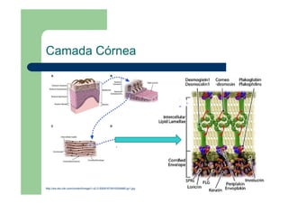 Camada Córnea
http://ars.els-cdn.com/content/image/1-s2.0-S0091674916304985-gr1.jpg
http://ars.els-cdn.com/content/image/1-s2.0-S0091674916304985-gr1.jpg
 