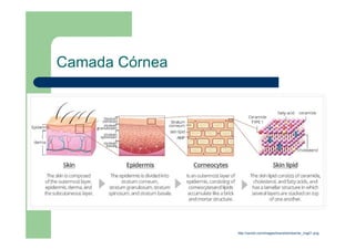 Camada Córnea
http://zeroid.com/images/brand/skinbarrier_img01.png
 