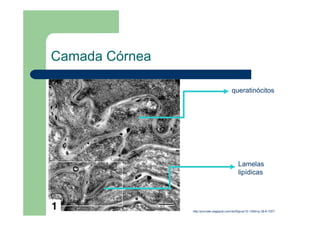 Camada Córnea
http://journals.sagepub.com/doi/figure/10.1354/vp.38-6-720?
http://ars.els-cdn.com/content/image/1-s2.0-S0091674916304985-gr1.jpg
queratinócitos
Lamelas
lipídicas
 