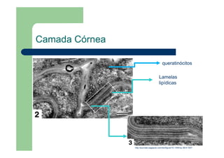 Camada Córnea
http://journals.sagepub.com/doi/figure/10.1354/vp.38-6-720?
queratinócitos
Lamelas
lipídicas
 