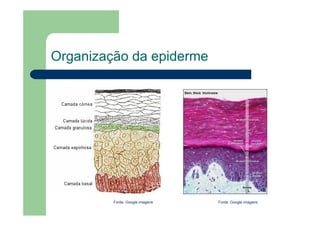 Organização da epiderme
Fonte: Google imagens
Fonte: Google imagens
 