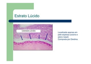 Estrato Lúcido
Localizada apenas em
pele espessa (coxins e
plano nasal)
Composta por Eleidina
 