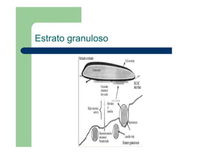 Estrato granuloso
 