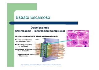 Estrato Escamoso
https://pt.slideshare.net/ahmedaamer986/barrier-function-biomechanical-properties-of-the-skin
 
