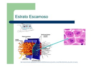 Estrato Escamoso
https://upload.wikimedia.org/wikipedia/commons/thumb/6/6f/Desmosome_cell_junction_en.svg/1200px-Desmosome_cell_junction_en.svg.png
 