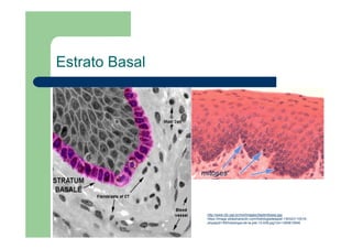 Estrato Basal
mitoses
http://www.icb.usp.br/mol/images/2epitmitoses.jpg;
https://image.slidesharecdn.com/histologiadelapiel-130323110018-
phpapp01/95/histologia-de-la-piel-12-638.jpg?cb=1365615946
 