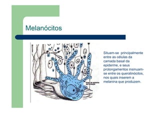 Melanócitos
Situam-se principalmente
entre as células da
camada basal da
epiderme, e seus
prolongamentos insinuam-
se entre os queratinócitos,
nos quais inserem a
melanina que produzem.
 