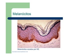 Melanócitos
http://anatpat.unicamp.br/nptmielomen1c.html
Melanócitos corados por HE.
 