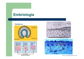 Embriologia
Epiderme
Fonte: Lever:Histopatolgia da pele 10 ed
 