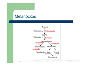 Melanócitos
https://www.google.com.br/imgres?imgurl=http%3A%2F%2F1.bp.blogspot.com%2F-_VEuRzBuwZE%2FViLLz4lZndI%2FAAAAAAAABFY%2FGj7Yl6P1_xE%2Fs1600
 