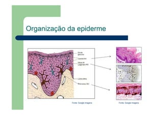 Organização da epiderme
Fonte: Google imagens
Fonte: Google imagens
 