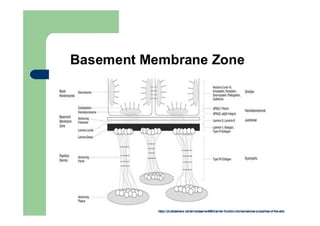 Membrana basal
 